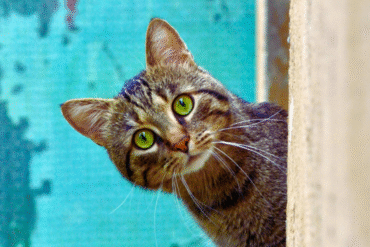 A wszystko to, bo…